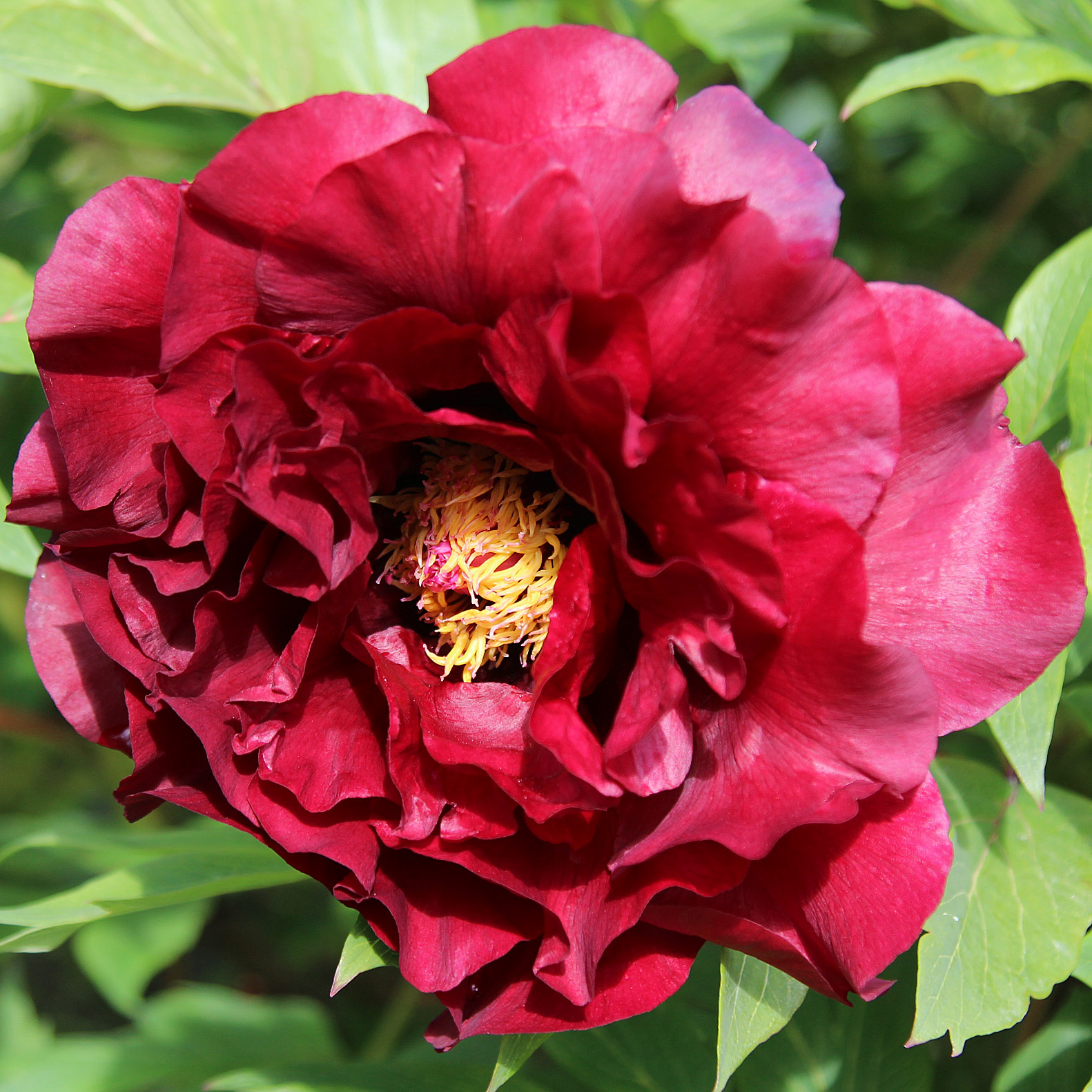 TREE PEONIES